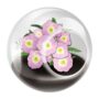 Tiny Terrarium – Pretty Primrose